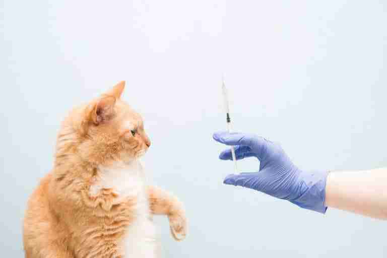 Do Indoor Cats Need Their Shots?