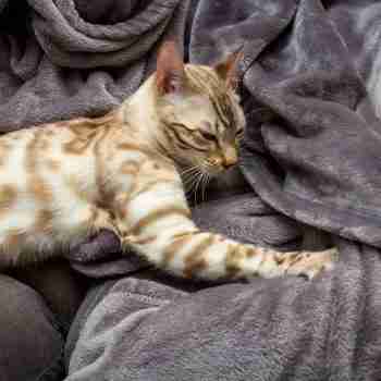 a seal and mink snow bengal kitten kneading her favorite blanket