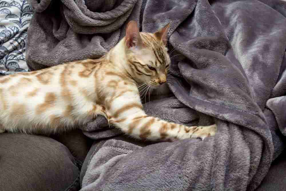 a seal and mink snow bengal kitten kneading her favorite blanket