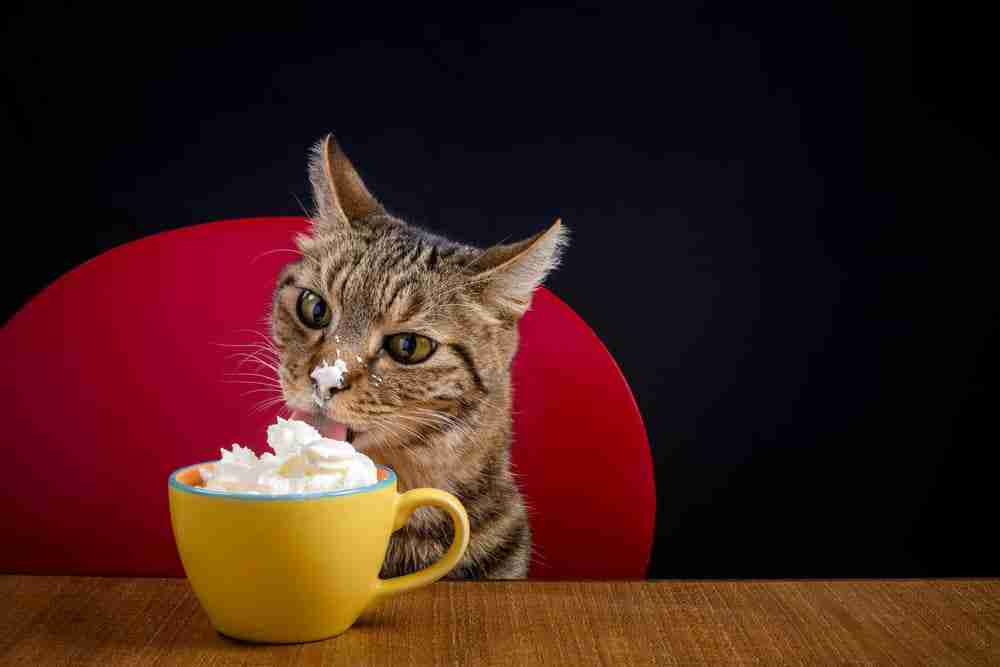 a tabby cat tucking into a cup of whipped cream