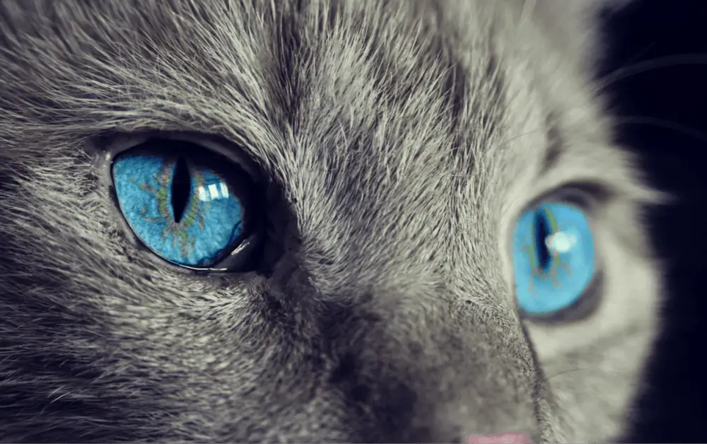 a close up of the face of a silver grey tabby cat with vivid blue eyes