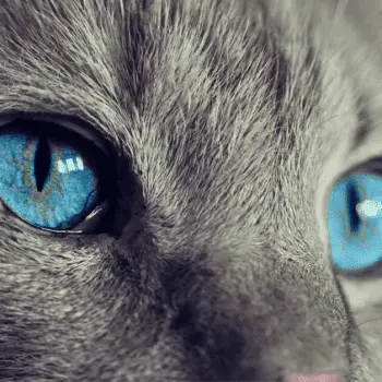 a close up of the face of a silver grey tabby cat with vivid blue eyes