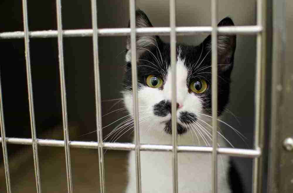 close up of a young black and white cat in a cage