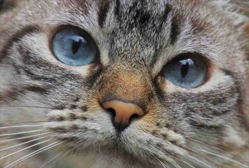 a close up of the face of a tabby cat with blue eyes