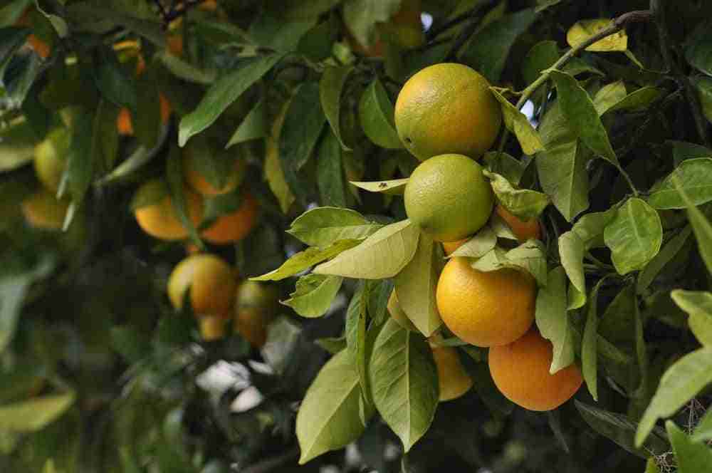 close up of oranges on a tree