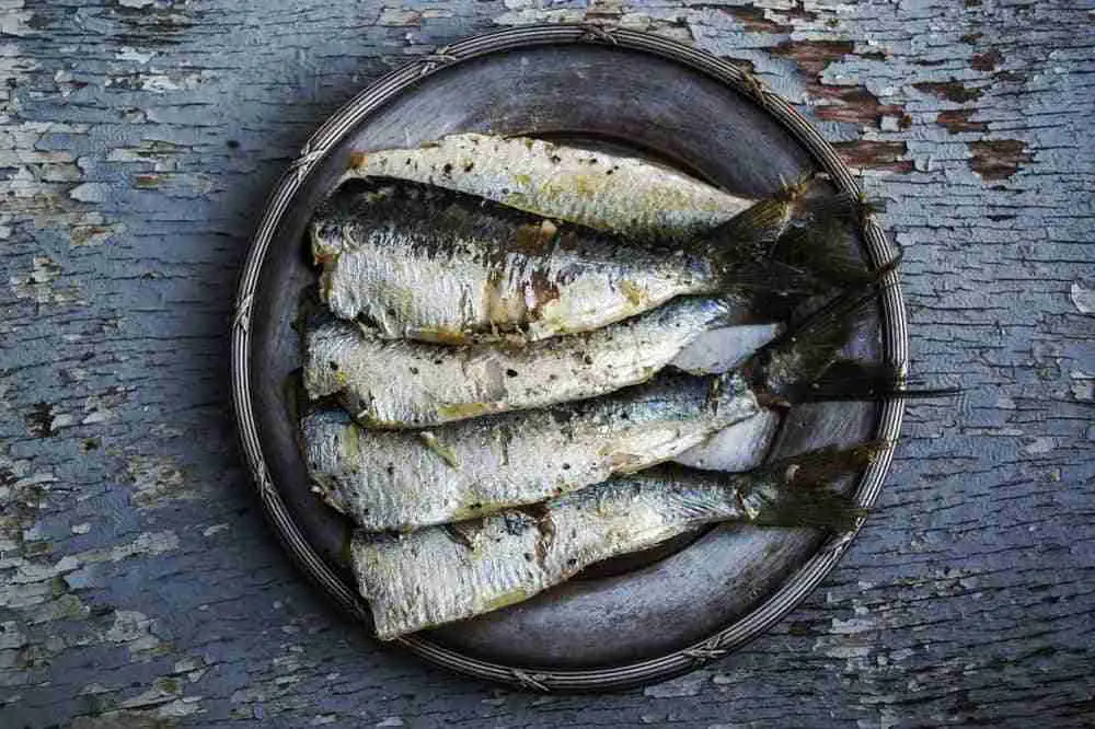 a plate of headless sardines viewed from above