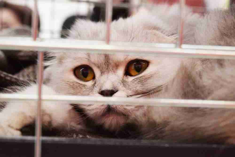scottish fold kitten in a shelter cage