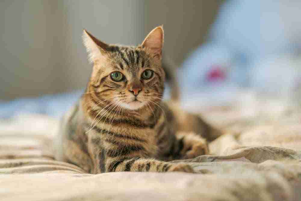striped tabby cat lying on a bed