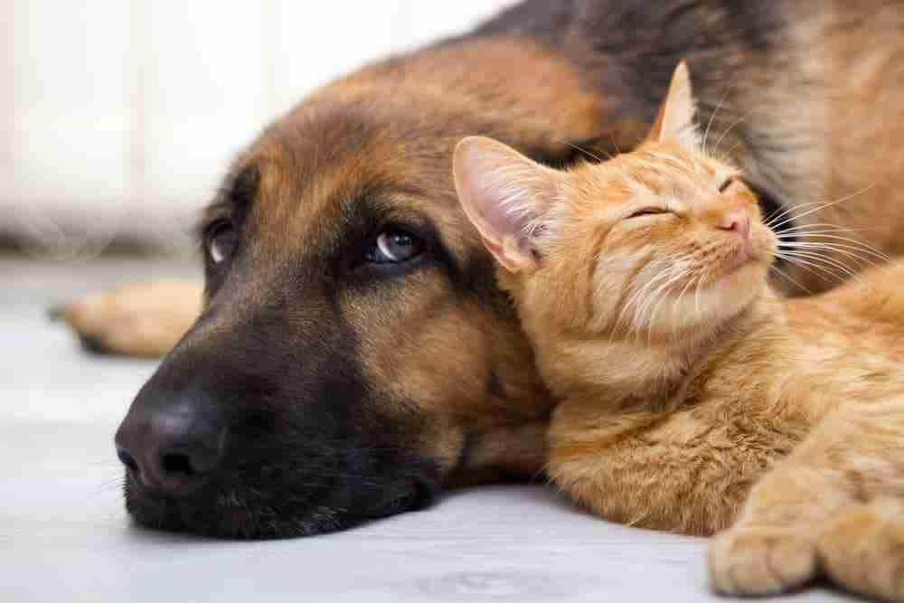 ginger tabby cat lying on the floor with against a dog. orange tabby cats