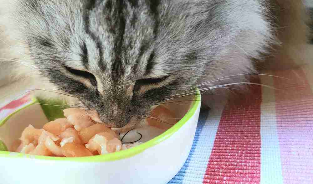 close up of a grey tabby cat eating raw chicken from a bowl