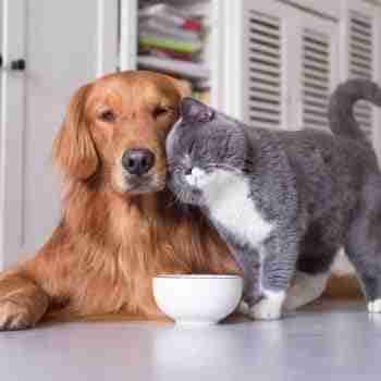 golden retriever dog being headbutted by a chunky british shorthair cat