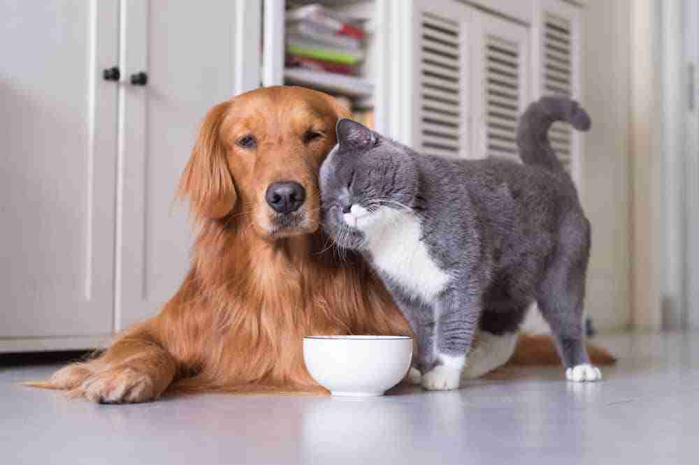 golden retriever dog being headbutted by a chunky british shorthair cat