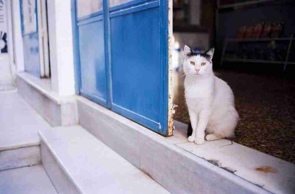 greek cat sitting in open doorway looking out onto greek street
