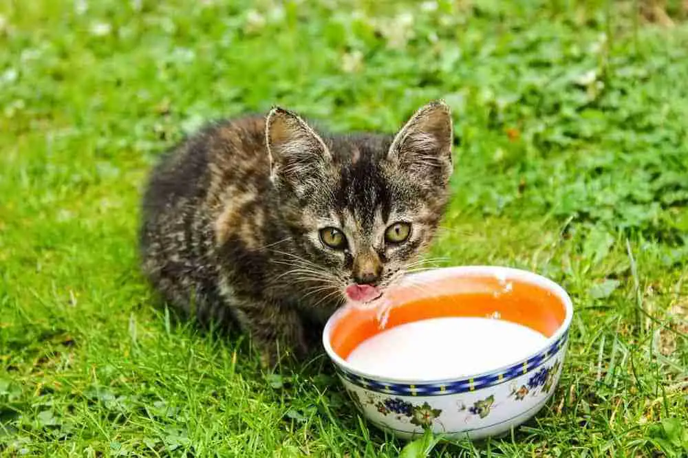 kitten licking lips after drinking milk from a bowl on a garden lawn