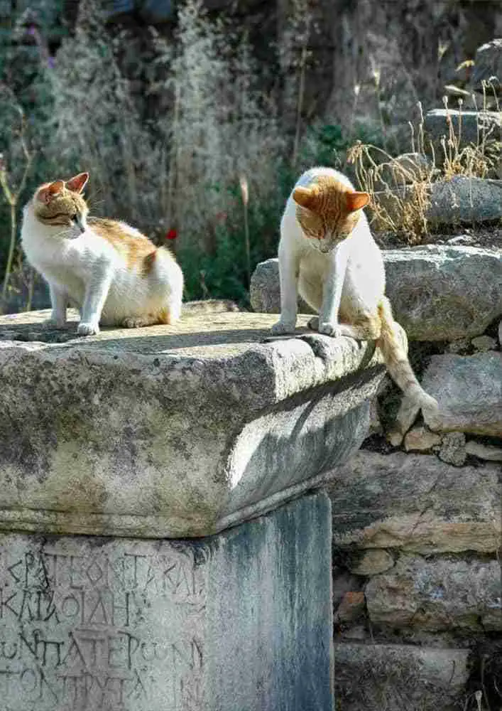 two greek cats playing on a stone column inscribed with greek lettering in ruins