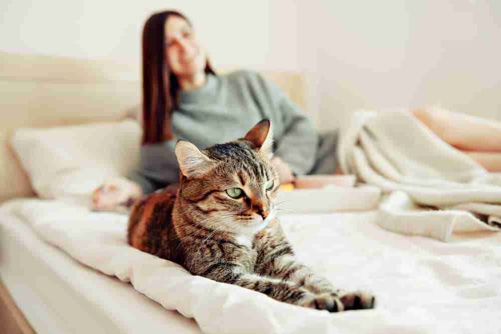 young woman lying on a bed with a tabby cat lying on bed in sphinx pose