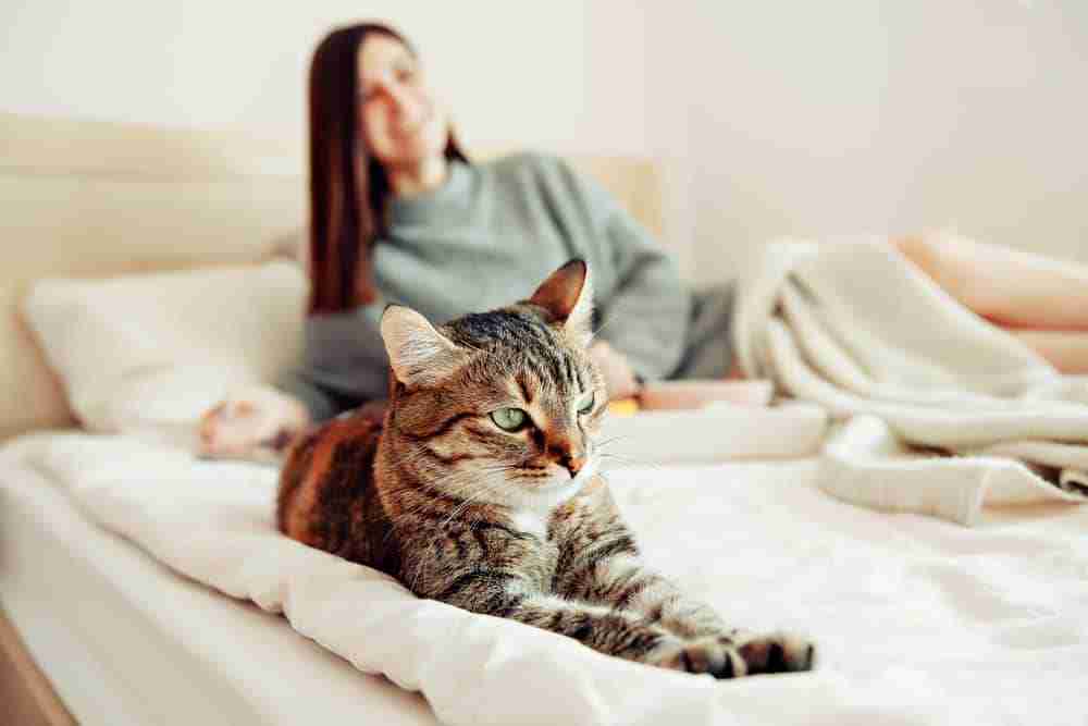 young woman lying on a bed with a tabby cat lying at the foot of the bed in sphinx pose