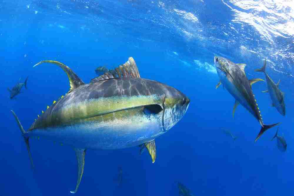 yellowfin tuna swimming in blue open ocean