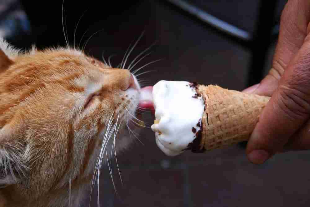 ginger cat licking ice cream cone offered to them