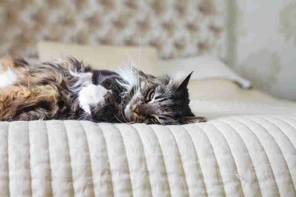 a long haired tabby cat lying on their side at the foot of a bed