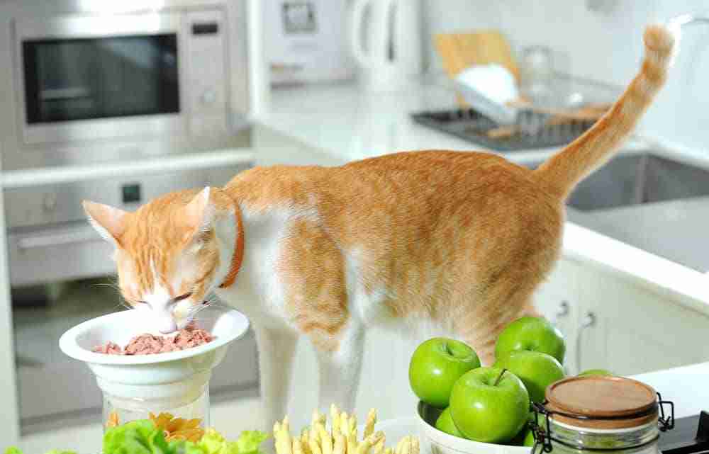 a ginger and white tabby cat eating tuna from a bowl on a kitchen counter top