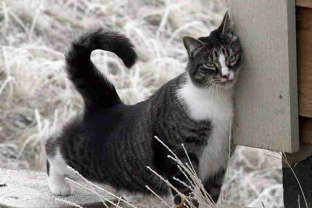 grey tabby and white american short hair cat rubbing against a fence post on a frosty morning