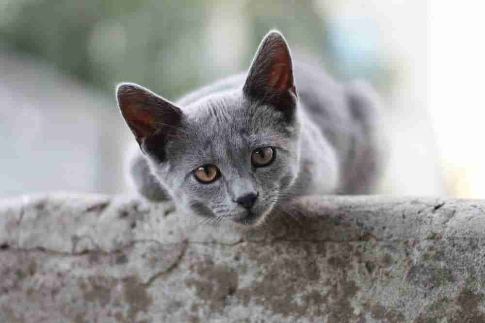 close up portrait of a grey british shorthair cat leaning over a stone wall