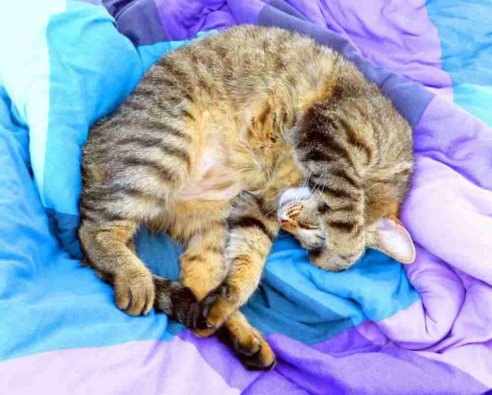 tabby cat lying on back on a blanket covered chair with paw covering eyes