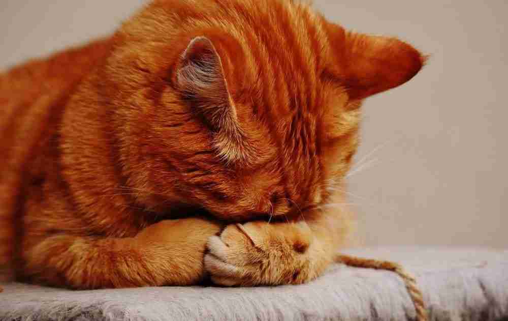 close up portrait of orange tabby cat sleeping in sphynx pose with head down and paws covering eyes