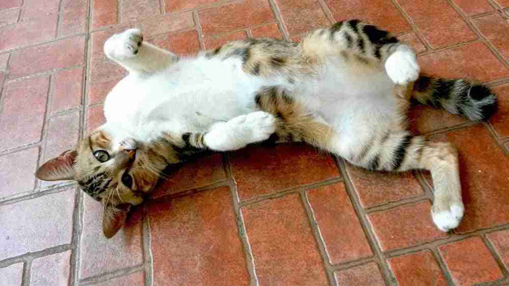 young shorthair female tabby cat rolling on back exposing tummy on a brick floor