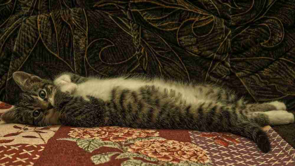young tabby cat laid flat out on back on sofa exposing belly