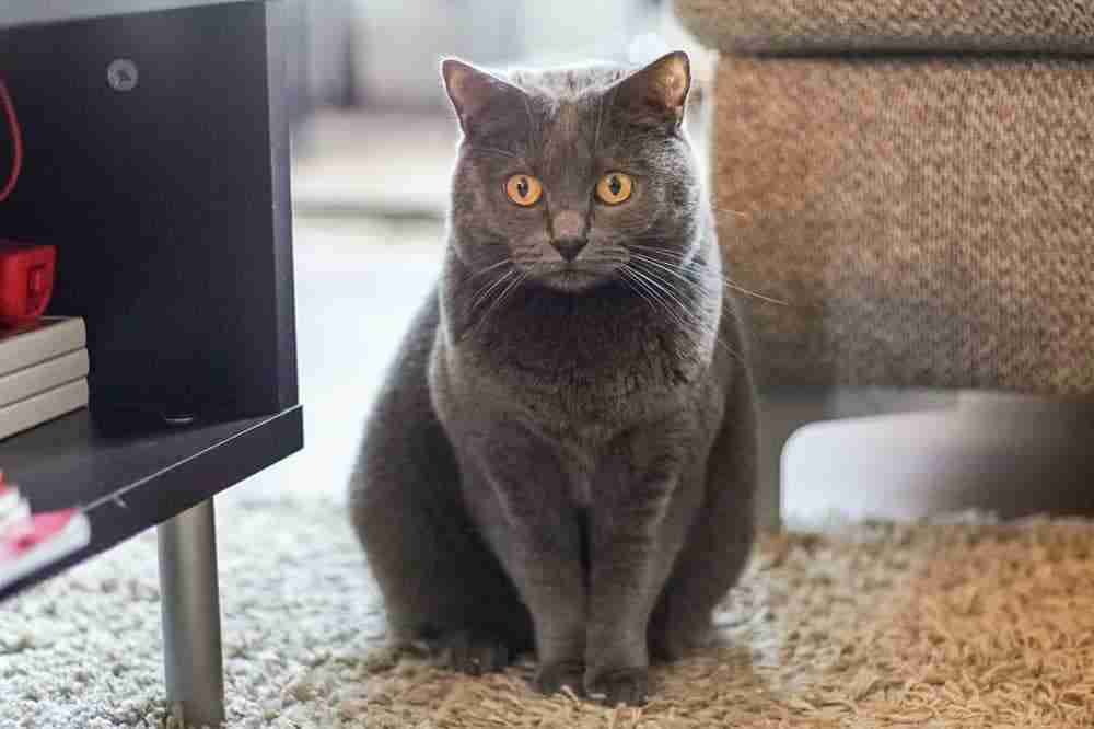 portrait of a grey chartreaux cat in sitting pose in a modern living room. Grey short hair cat breed from France.