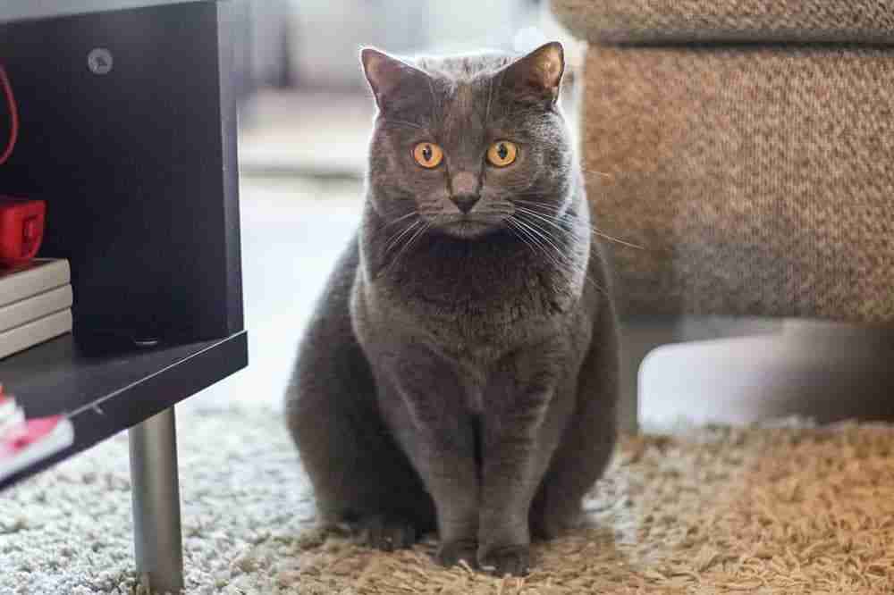 portrait of a grey chartreaux cat in sitting pose in a modern living room