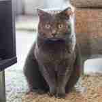 portrait of a grey chartreaux cat in sitting pose in a modern living room
