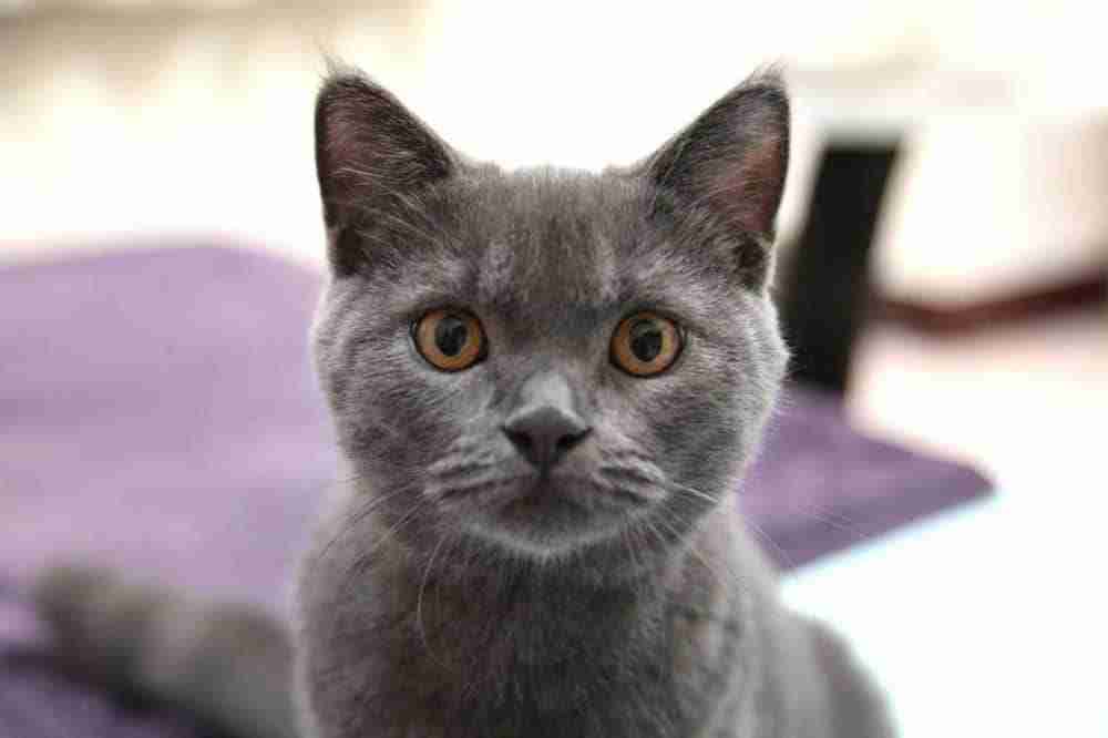 close up portrait of the face of a grey korat cat with amber eyes