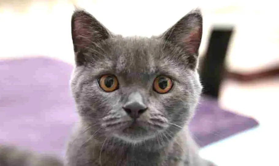 close up portrait of the face of a grey korat cat with amber eyes. Grey shorthair cat breed from Thailand.