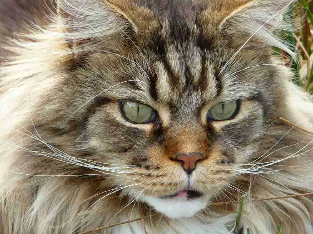 close up portrait of the face of a tabby mane coon with huge whiskers