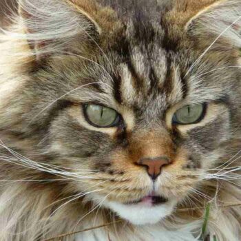 close up portrait of the face of a tabby mane coon with huge whiskers