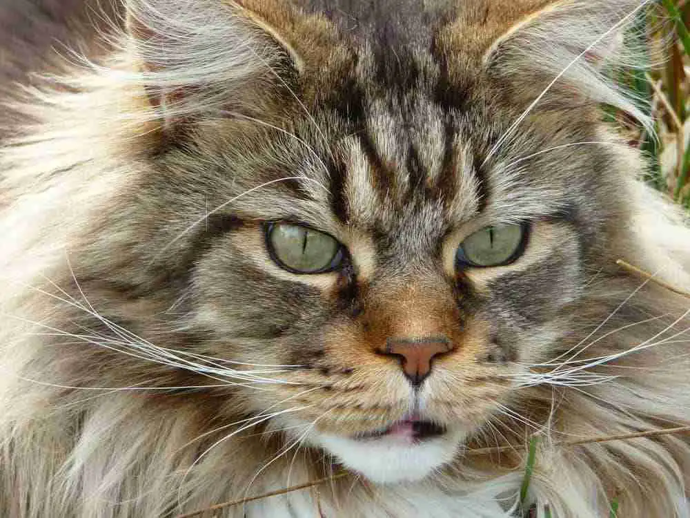 Long Haired Tabby Cat - Types, Breeds, Patterns