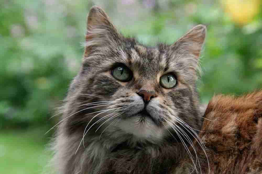 close up portrait of the face on a tabby maine coon cat outdoors
