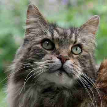 close up portrait of the face on a tabby maine coon cat outdoors