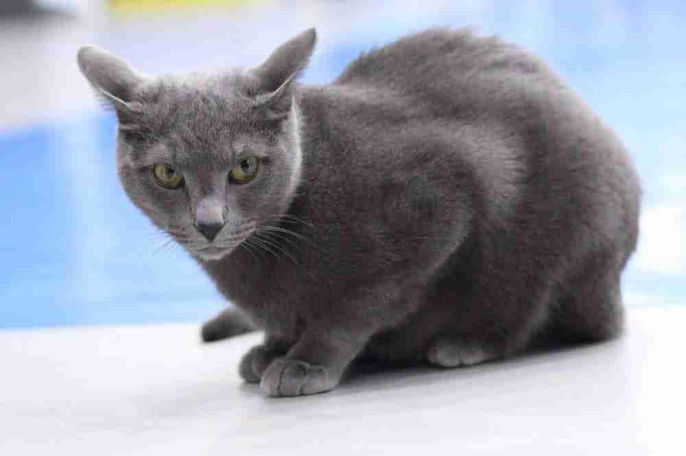 Crouching grey russian blue cat with green eyes