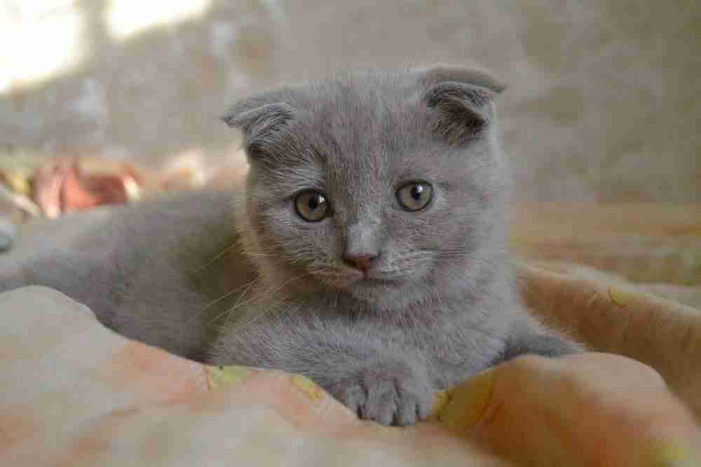 close up of a grey scottish fold kitten lying in sphinx pose on a bed