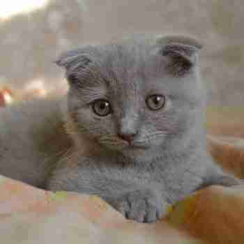 close up of a grey scottish fold kitten lying in sphinx pose on a bed