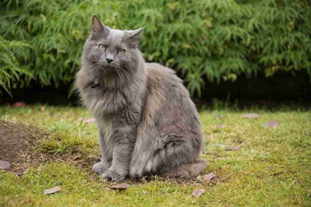 Grey nebelung cat with green eyes sitting on garden lawn looking to camera. long haired grey cat breed