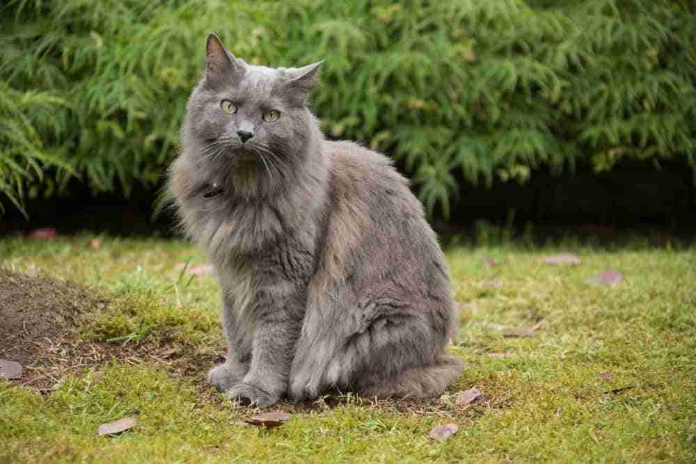 6 Long Haired Grey Cat Breeds