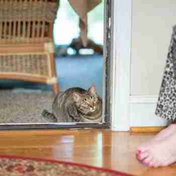 a crouched alert cat in a doorway staring at feet readying to pounce