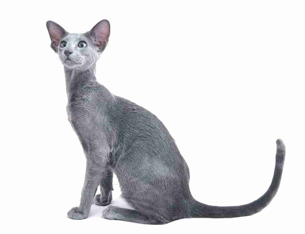 Portrait of a shorthair grey oriental cat with big ears in sitting pose on a white background
