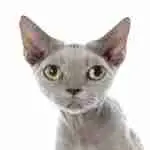 close up portrait of the face of a grey devon rex cat on white background