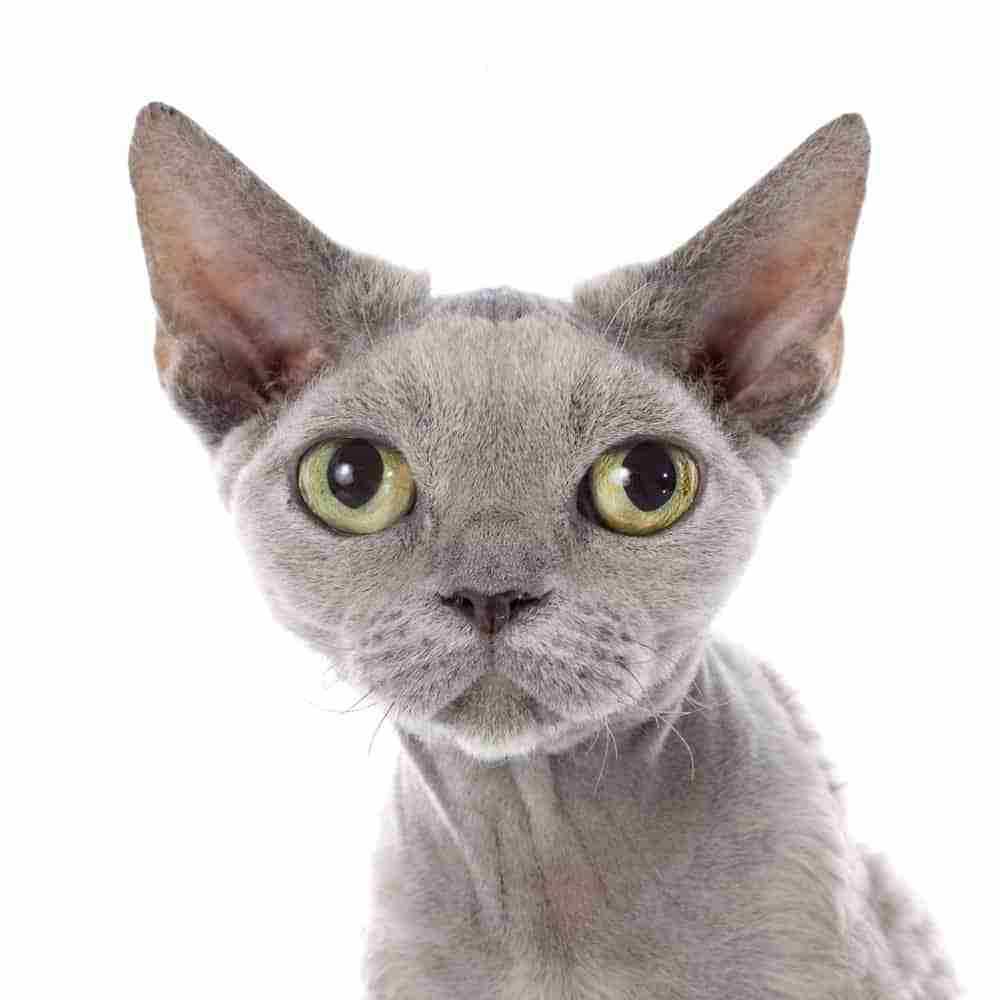 close up portrait of the face of a grey devon rex cat on white background